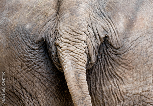 Close up bottom and tail of elephant