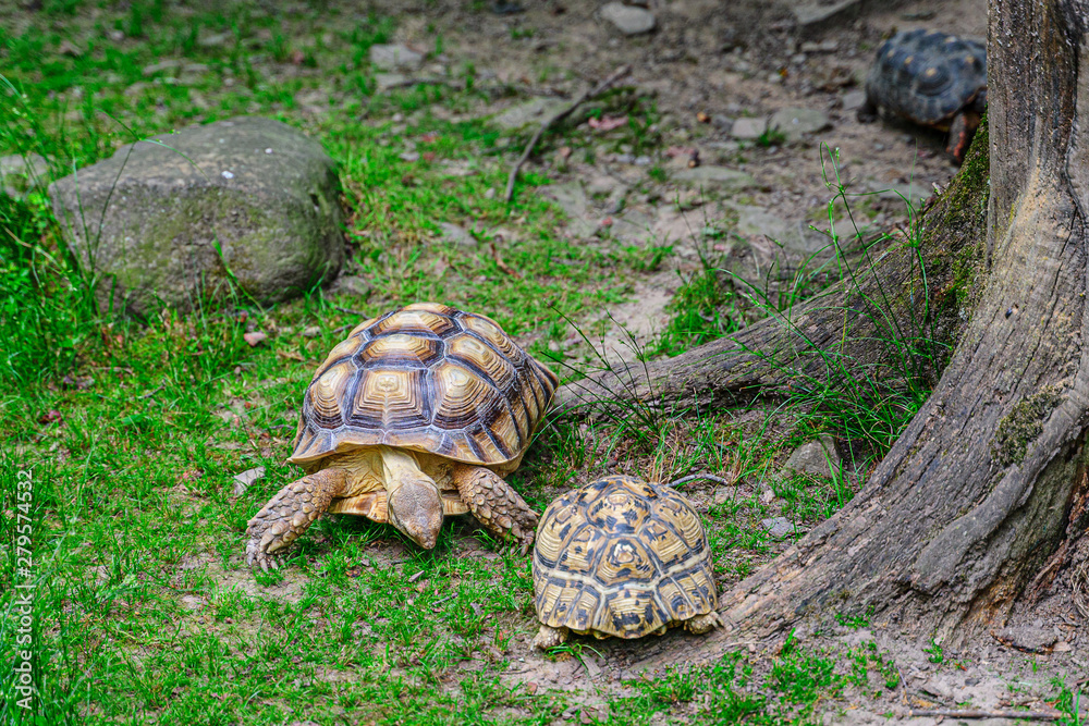 Obraz premium Two turtle crawling on the grass in park.