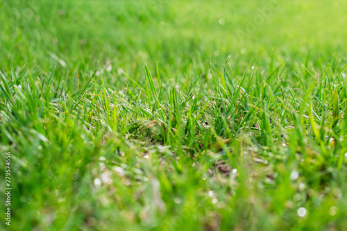 real and fresh green grass close-up