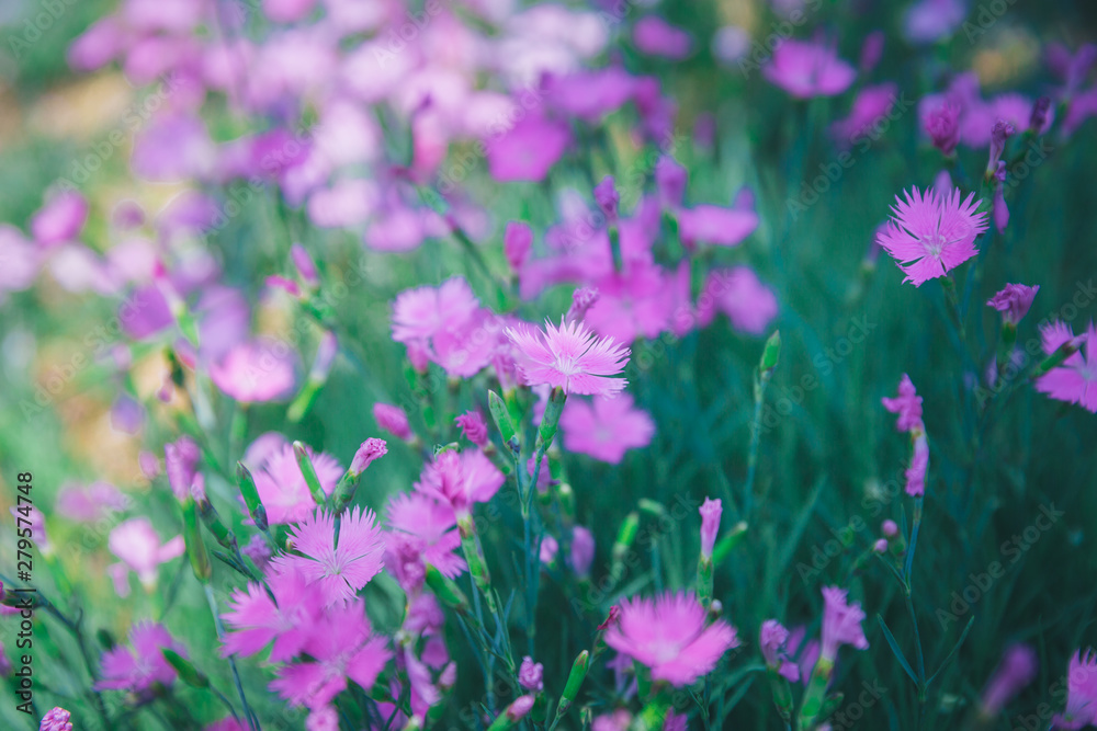 Fototapeta premium Outdoor blooming pink carnation flowers and green leaves，Dianthus chinensis L.