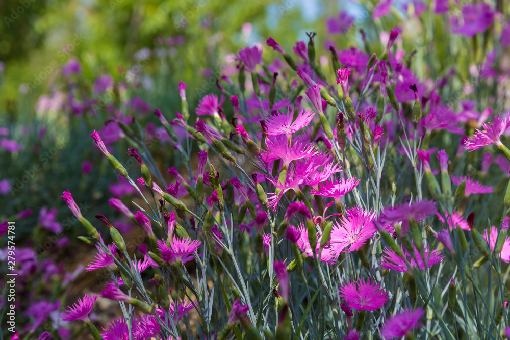 Obraz premium Outdoor blooming pink carnation flowers and green leaves，Dianthus chinensis L.