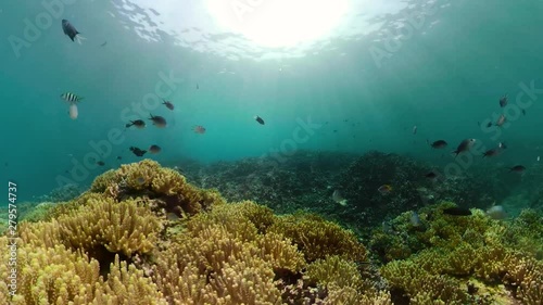 Wallpaper Mural tropical fish and coral reef underwater world diving and snorkeling on coral reef. Hard and soft corals underwater landscape Torontodigital.ca