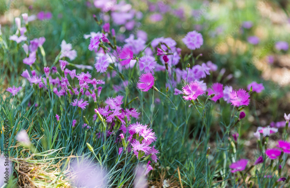 Outdoor blooming pink carnation flowers and green leaves,Dianthus chinensis L. Outdoor blooming pink carnation flowers and green leaves,Dianthus chinensis L.