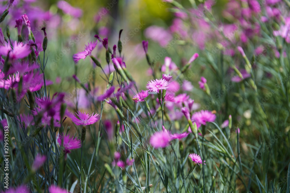Fototapeta premium Outdoor blooming pink carnation flowers and green leaves，Dianthus chinensis L.