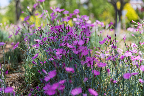 Outdoor blooming pink carnation flowers and green leaves，Dianthus chinensis L.