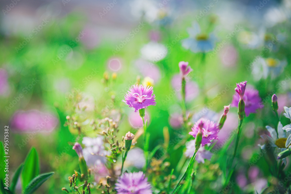 Outdoor blooming pink carnation flowers and green leaves,Dianthus chinensis L. Outdoor blooming pink carnation flowers and green leaves,Dianthus chinensis L.