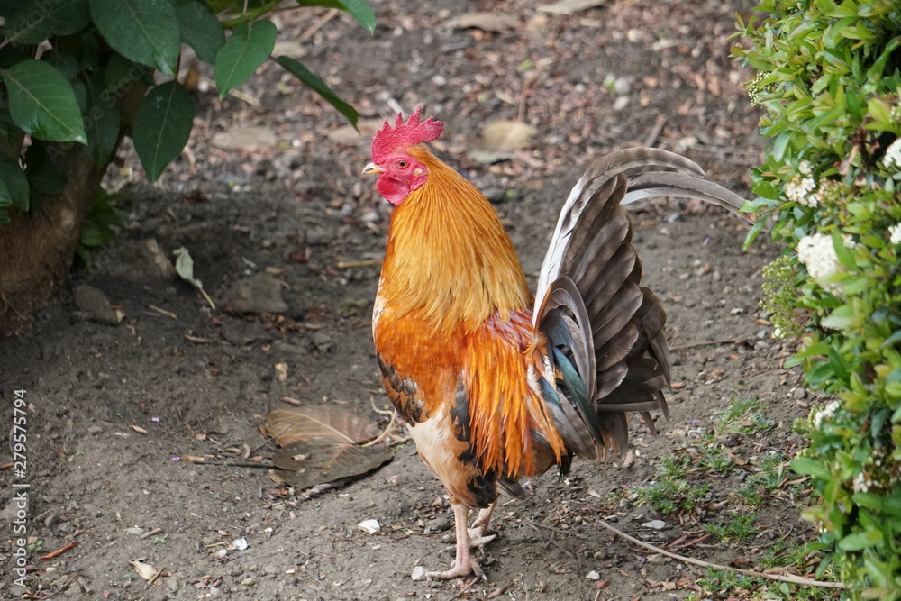 Fotografie gallos parque la paloma