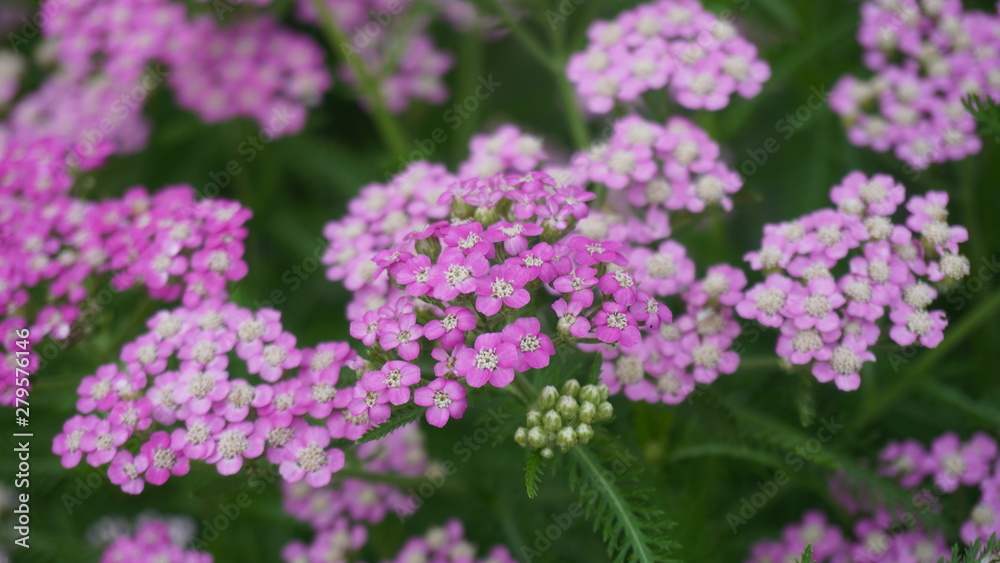 Achillea alpina Achillea alpina
