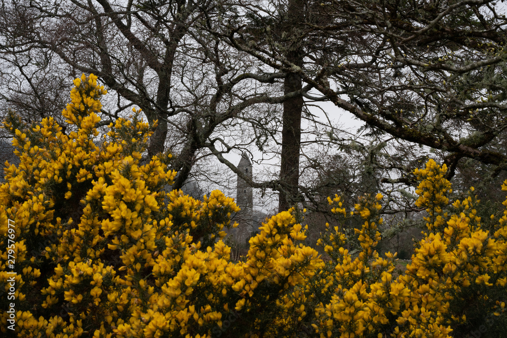 Irish flower landscape Irish flower landscape