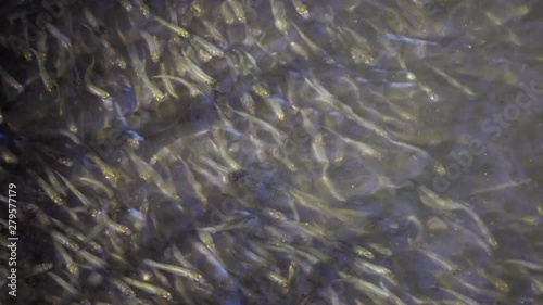 A flock of small fish, The big-scale sand smelt (Atherina boyeri, Atherina pontica), Black Sea, Sasik liman photo