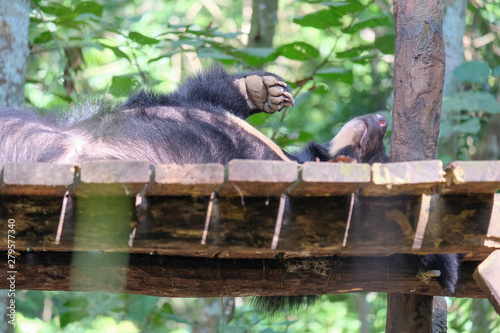 American black bears are sleeping. photo