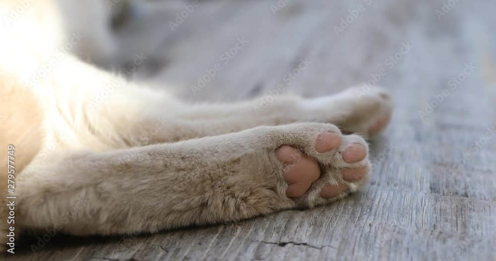 The dirty paws of a stray white cat laying down outside and relaxing. The dirty paws of a stray white cat laying down outside and relaxing.