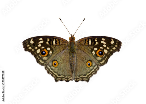 Image of Lemon pansy butterfly (Junonia lemonias lemonias) isolated on white background. Insect. Animals.