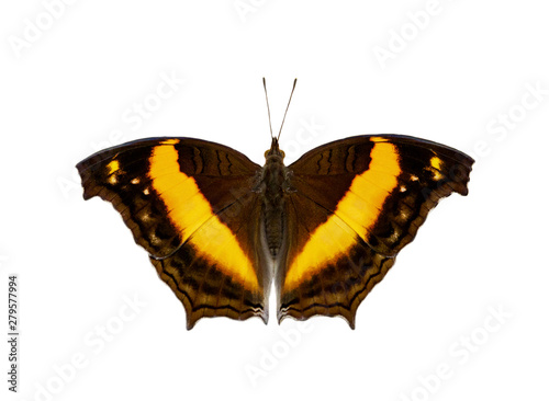 Image of lurcher butterfly(Yoma sabina vasuki) isolated on white background. Insect. Animals. photo