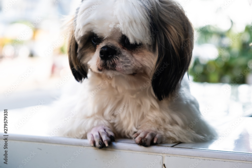 cute white maltese dog lies on the balcony and watches. cute white maltese dog lies on the balcony and watches.