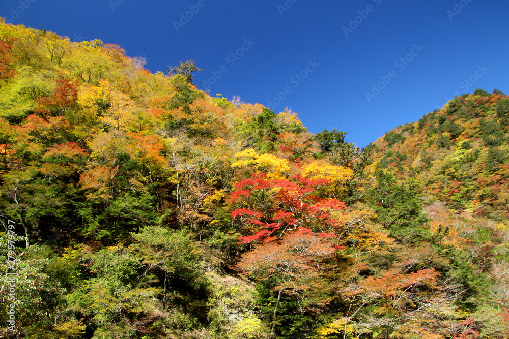 剣山スーパー林道の紅葉