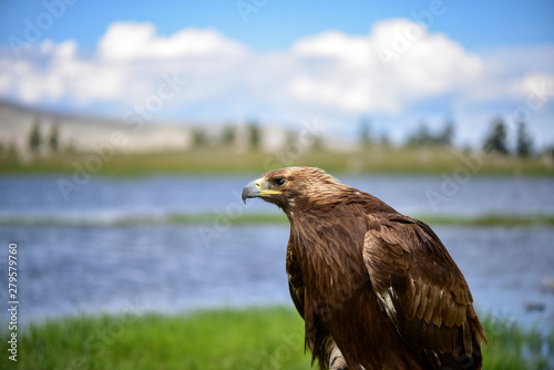 Wild eagle portrait in Mongolia