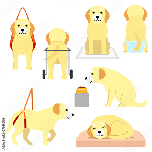 old dog with elderly care products