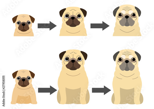 aging process of Pug