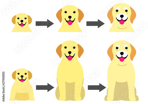 aging process of Labrador Retreiver