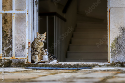 Cute feral alley mama cat feeding the baby kitten in Budva medieval Old Town outside an old house in Montenegro, Balkans