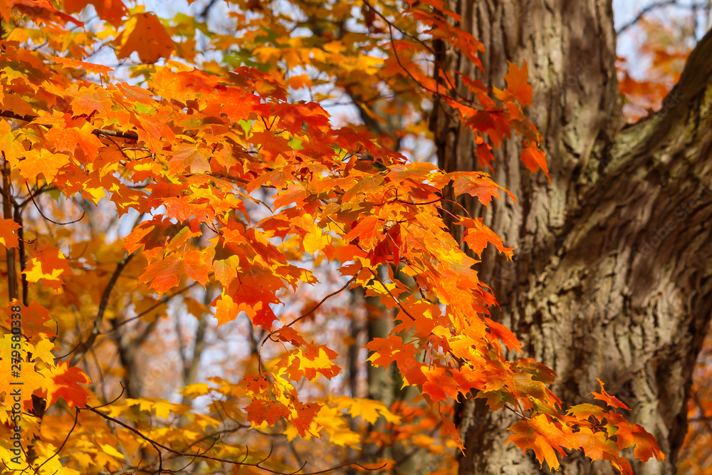 Leaves, branches, trails in beautiful maple forest, Saint-Bruno, Quebec, Canada Leaves, branches, trails in beautiful maple forest, Saint-Bruno, Quebec, Canada