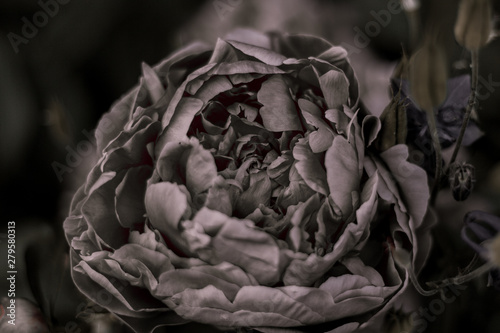 dried rose on black background