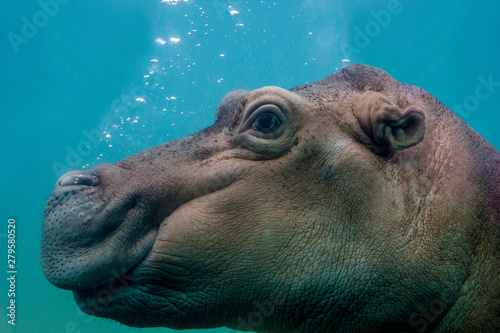 Baby Hippo underwater