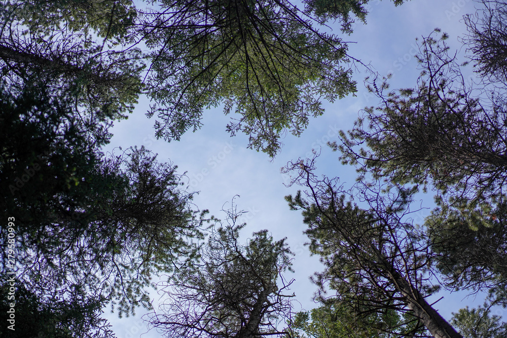 Fototapeta premium Tree Lookep