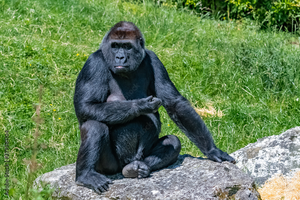 Gorilla, monkey, female sitting in the grass, funny attitude