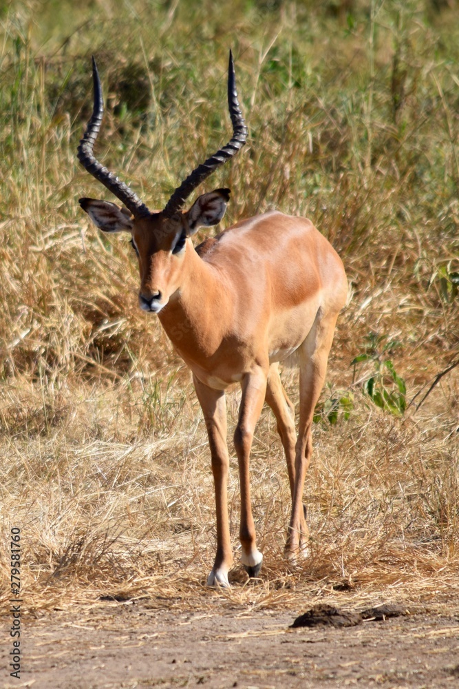Impala 2 Impala 2