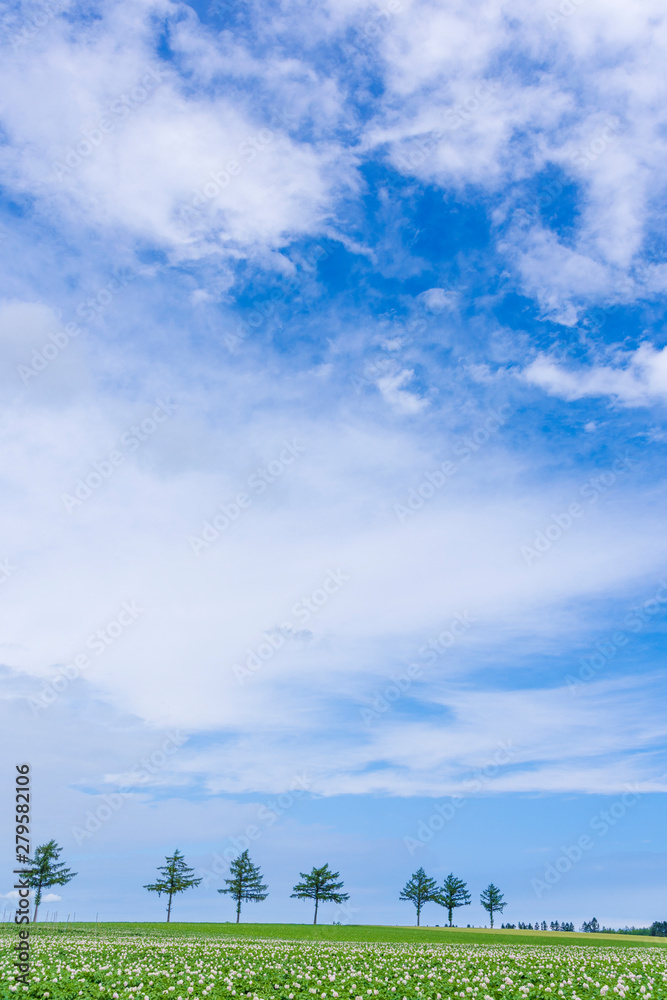 Obraz premium めまんべつ メルヘンの丘 かわいい