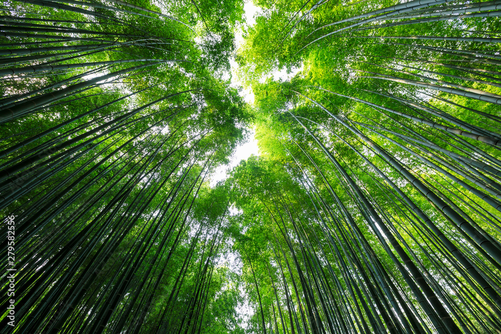 Fototapeta premium Asian Bamboo forest, natural background