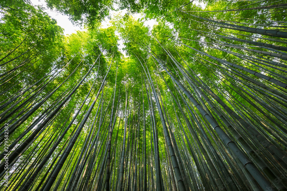 Asian Bamboo forest, natural background Asian Bamboo forest, natural background