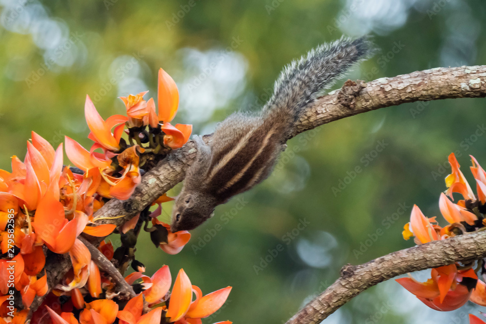 Obraz premium Indian Palm Squirrel (Funambulus palmarum)