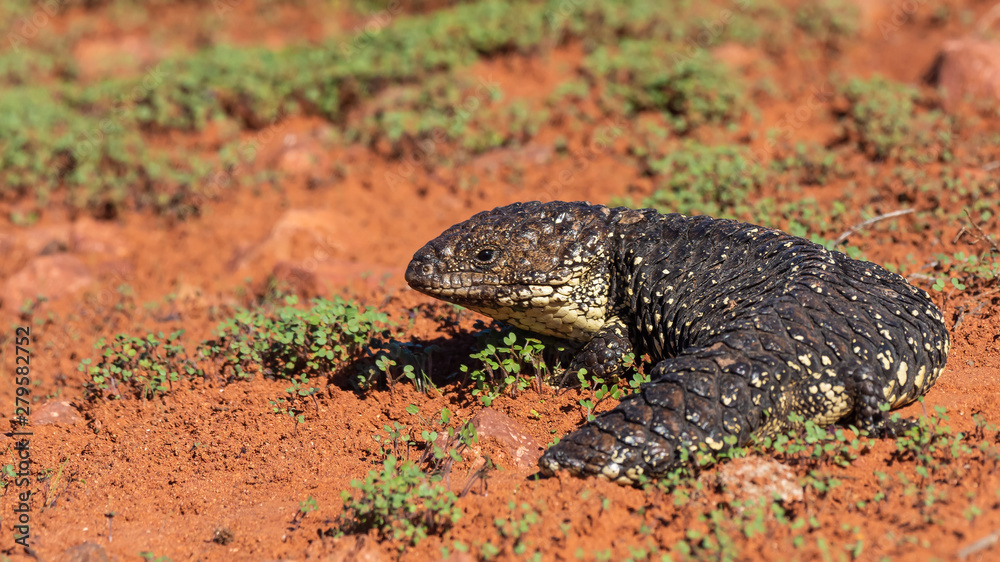 Shingleback (Tiliqua rugosa) subspecies Shingleback (Tiliqua rugosa) subspecies