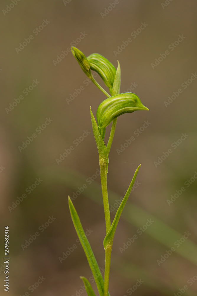 Tall Greenhood (Pterostylis melagramma). Maldon, Victoria, Australia Tall Greenhood (Pterostylis melagramma). Maldon, Victoria, Australia