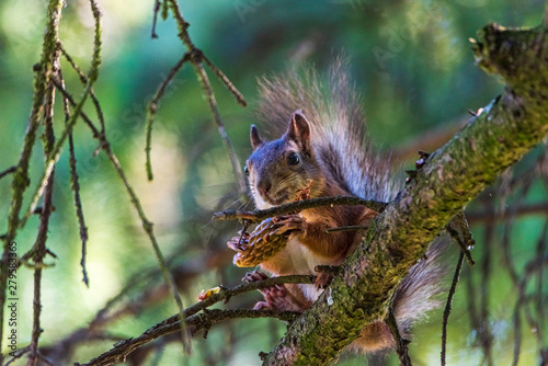 Squirrel on the tree eats. Photographed closeup. © shymar27