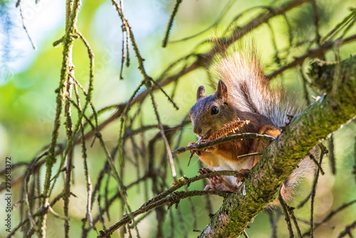Squirrel on the tree eats. Photographed closeup. © shymar27