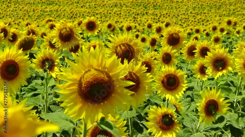 A field with blooming sunflowers. The common sunflower (Helianthus annuus). Bolgradsky district, Odessa region, Ukraine photo