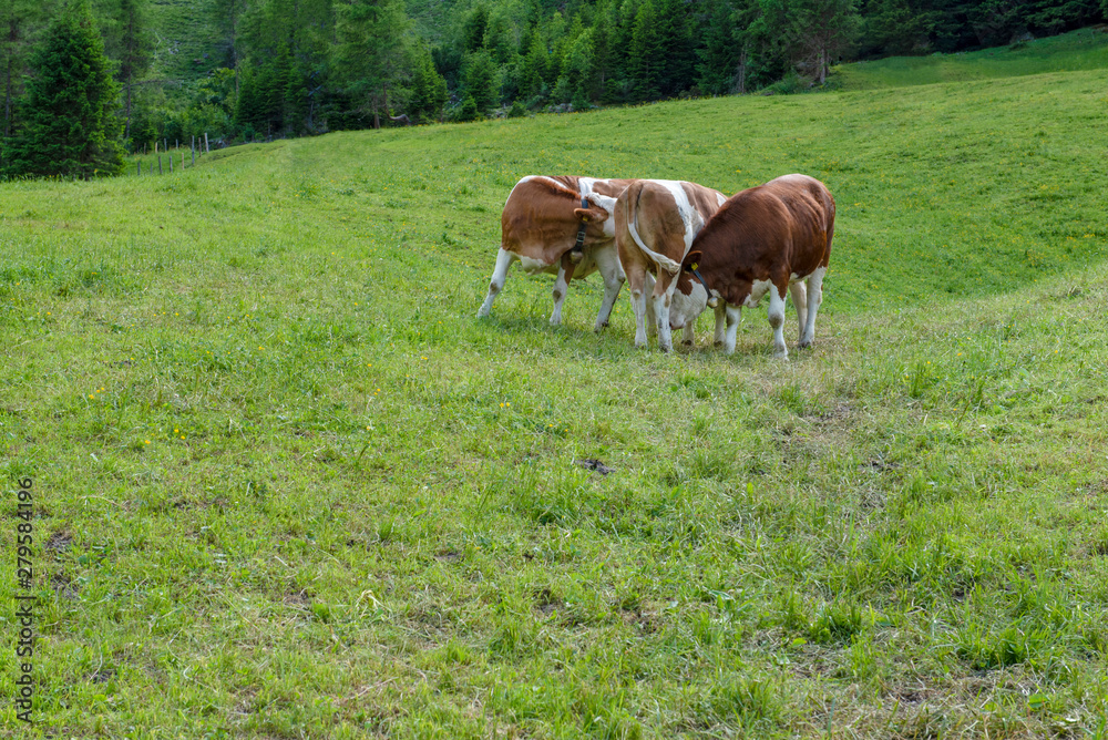 Cows fighting before and after the lunch, bovine at grass Cows fighting before and after the lunch, bovine at grass