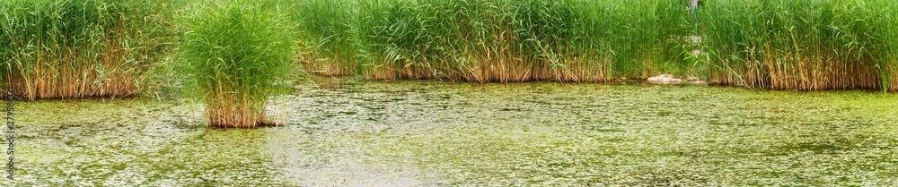 reed and water, paniramic view of wetland and reed reed and water, paniramic view of wetland and reed