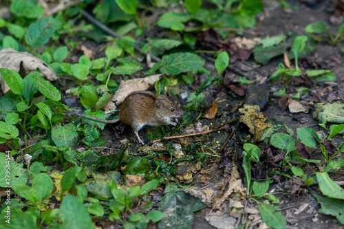 Field mouse with a stripe on the back in the park