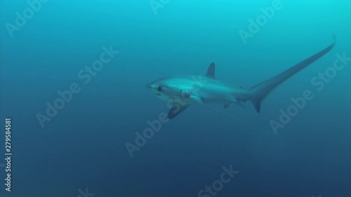 Wallpaper Mural Thresher Shark Closeup Swimming In Deep Blue Ocean At Monad Shoal In Malapascua Philippines In Visayan Sea  Torontodigital.ca
