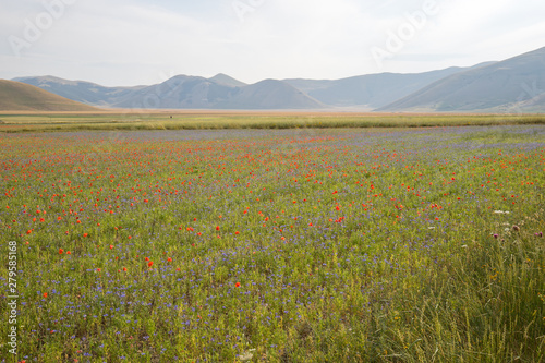 Wild flower fields in the plain of Castelluccio di Norcia. Apennines  Umbria  Italy