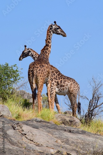 Canvas Print Giraffes on rocks