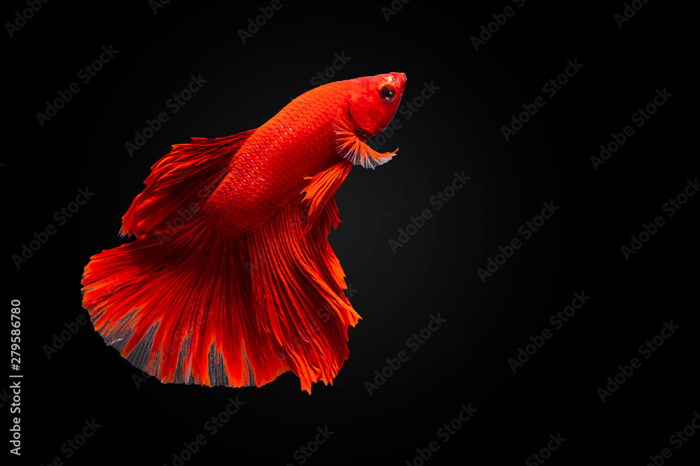Betta splendens(Pla-Kad),Siamese fighting fish aquarium fish beatiful tail and move action isolated on black background with clipping path included Betta splendens(Pla-Kad),Siamese fighting fish aquarium fish beatiful tail and move action isolated on black background with clipping path included