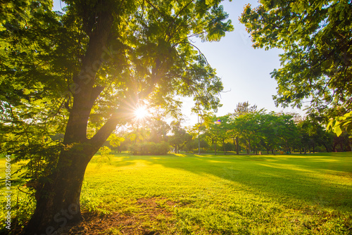Fototapeta Naklejka Na Ścianę i Meble -  Sunset park green lawn with tree