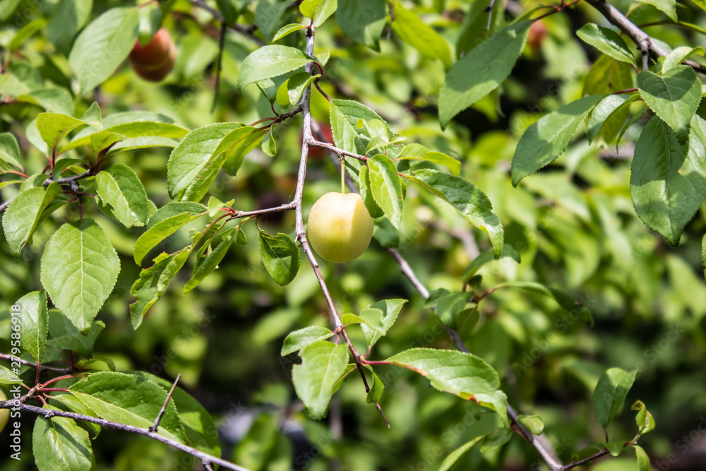 Plum on fruit tree is spiced in a fruit garden Plum on fruit tree is spiced in a fruit garden