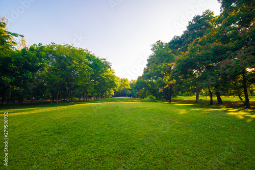 Fototapeta Naklejka Na Ścianę i Meble -  Sunset park green lawn with tree